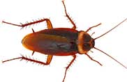 Pest Control and Fumigation Services in kenya, cockroaches control services