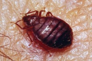 bed bugs control, bed bugs treatment in kenya, bed bug control methods, bed bug control company, bed bugs insecticide in kenya,bed bugs control services near me, how to get rid of bedbugs in kenya, bed bug fumigation in Nairobi,