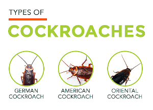  Eco-friendly Cockroach Control in Kenya, cheapest roach exterminator, cheapest roach exterminator near me, roach exterminators in my area, best roach exterminators in my area, cockroaches control services, cockroaches control, cockroaches control near me, cockroaches control company