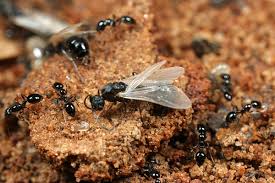 ants pesticide in kenya, ants control near me, ants control in kenya, ants killer in kenya, ants control services in kenya