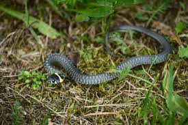 Pest Control and Fumigation Services in kenya, Snakes Control Services