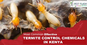 termite control services in kenya, termite control chemicals in kenya, termites control near me, termite control company, termites control