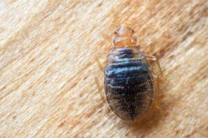 bed bugs control service, bed bugs control near me, bed bugs control medicine, bed bugs control Nairobi, bed bugs control services near me, bed bugs control company, bed bugs control companies in nairobi, bed bugs control in Kenya, bed bugs control services, bed bugs control near, bed bugs control in kenya, bed bugs control price,
bed bugs control cost, bed bug control, bed bugs control services in nairobi,