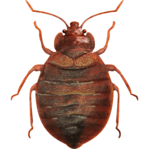 Bed Bug Treatment Cost Kenya, Bed Bug Control Kenya, Bed Bug Treatment Services Kenya, Bed Bug Infestation Kenya, Bed Bug Elimination Kenya, Bed Bug Treatment Prices Kenya, Bed Bug Control Services Kenya, Bed Bug Treatments Kenya