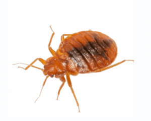 bed bugs control, bed bugs control services, bed bugs control spray, bed bugs control chemicals,
bed bugs control kenya nairobi, home remedy for bed bugs control, bed bugs control home remedies, bed bugs control products in kenya, bed bugs control kenya, bed bugs control tablets, bed bugs control near me, bed bugs control,
