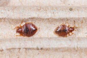 pest control fumigation services in Kenya, fumigation services, fumigation experts, pest control experts, fumigators